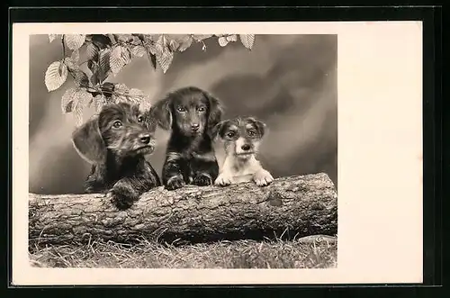 AK Dackelwelpen und ein Terrier