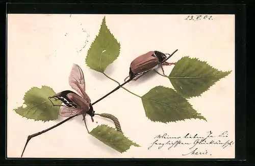 AK Maikäfer auf Birkenzweigen