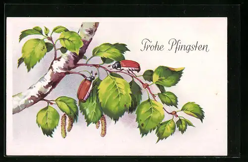 AK Maikäfer auf einer Birke, Pfingstgruss