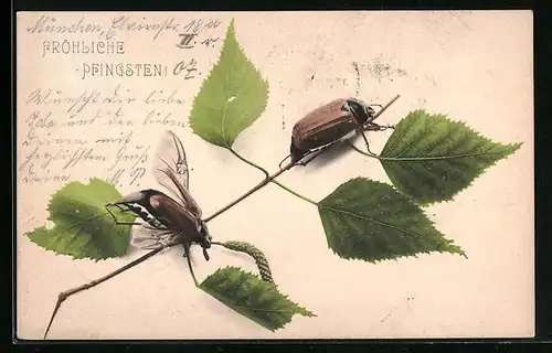 AK Maikäfer auf einem Birkenzweig, Pfingstgruss