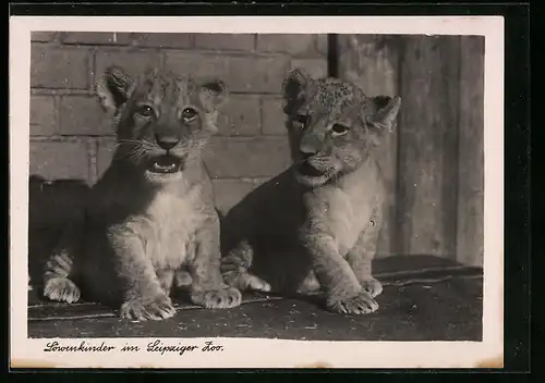 AK Löwenkinder im Leipziger Zoo