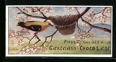 Sammelbild Gartmann`s Chocolade, Baukünstler der Tierwelt, Pirol