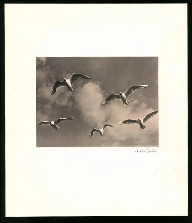 Fotoalbum 12 Fotografien, Max Baur, Potsdam, Ansicht Rügen, Auf der Insel Rügen, Kate, Möwen, Dünen 3