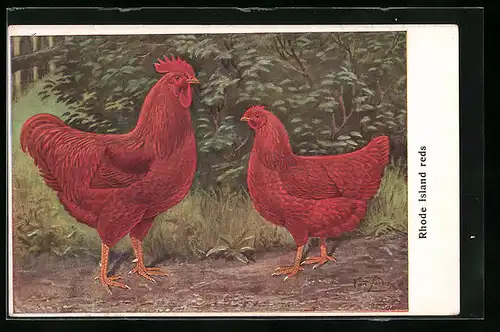 AK Rhode Island reds, Huhn