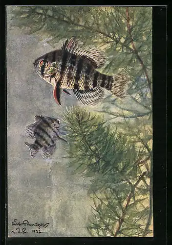 Künstler-AK Mesogonistius chaetodon Baird