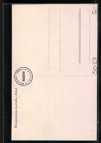 Künstler-AK Mesogonistius chaetodon Baird