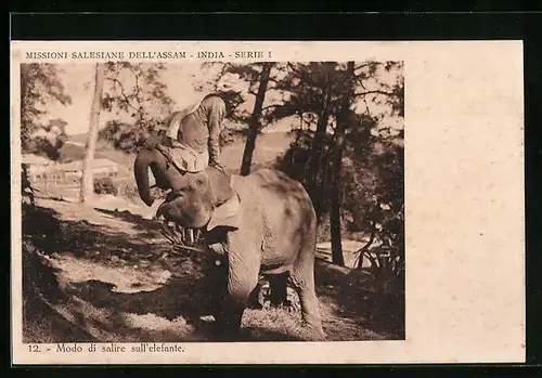 AK Modo di salire sull` elefante, Asiatischer Elefant balanciert einen Mann auf dem Rüssel
