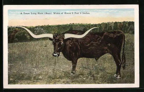 Künstler-AK Texas Long Horn, Width of Horns 9 Feet 6 Inches