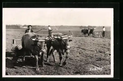 AK Au Pays Gascon, Attelage de boeufs u Calosse, Landwirtschaftliches Ochsengespan