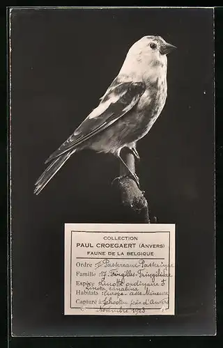 AK Belgique, Faune de la Belgique, Vogel sitzt auf einem Zweig