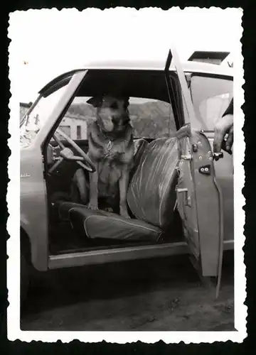 Fotografie Auto Glas Goggomobil, Schäferhund Senta fährt gern Auto