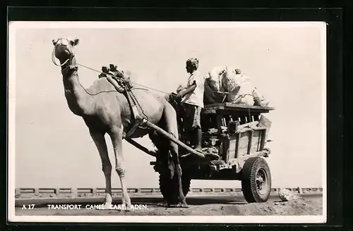AK Aden, Transport Camel Cart