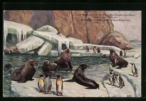 AK Bassin für Walrosse, Seelöwen und Brillenpinguine, Carl Hagenbeck's Tierpark, Stellingen-Hamburg