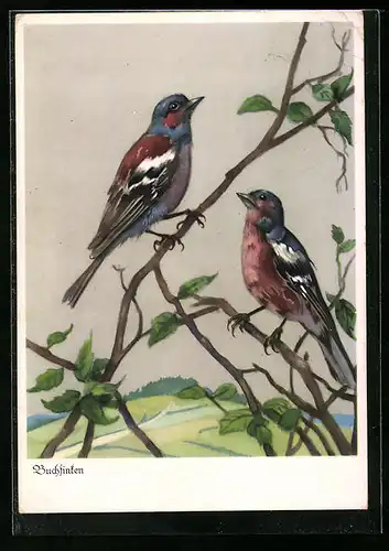 AK Zwei hübsche Buchfinken auf Zweigen sitzend