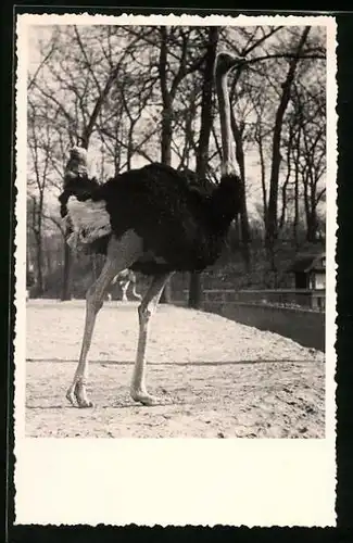 Foto-AK Strauss auf sandigem Boden