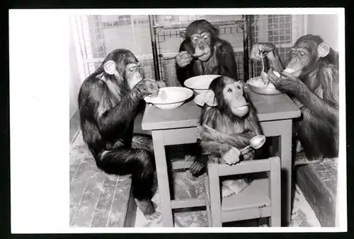 Fotografie Affen - Schimpansen, Primaten beim Essen mit Teller & Besteck