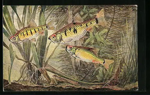 AK Barbus semifasciolatus G., Messingbarbe, Fisch