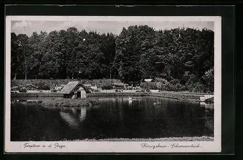 AK Treptow a. d. Rega, Königshain-Schwanenteich