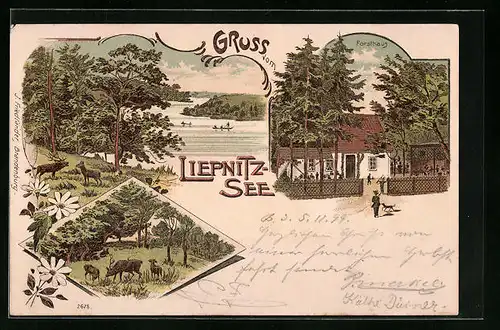 Lithographie Wandlitz, Gasthof Forsthaus am Liebnitzsee, Rotwild