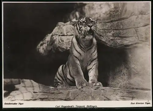 Fotografie unbekannter Fotograf, Ansicht Stellingen, Tiger im Gehege von Carl Hagenbeck's Tierpark, Zoologischer Garten