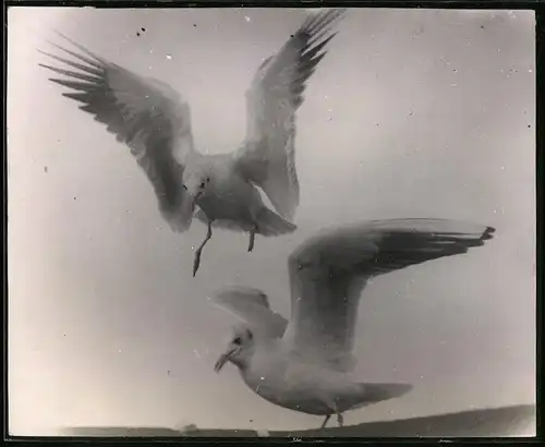 Fotografie Möwe während der Landung