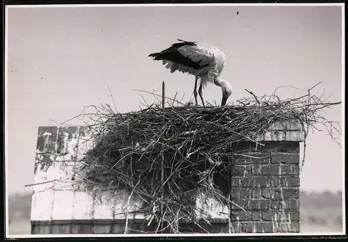 Fotografie Storch beim ausbessern des Horstes