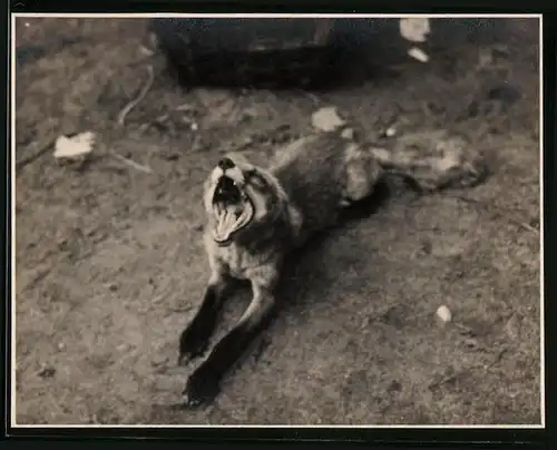 Fotografie Fuchs beim gähnen