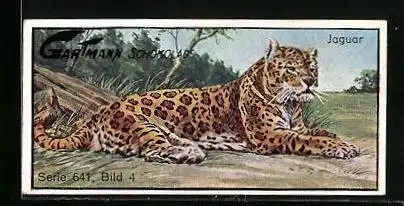 Sammelbild Gartmann Schokolade, Grosskatzen, Jaguar