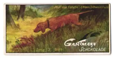Sammelbild Gartmann Schokolade, Jagdhund auf der Fährte