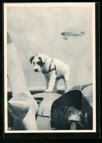 AK Talisman, Hund des Piloten auf dem Flugzeugbug