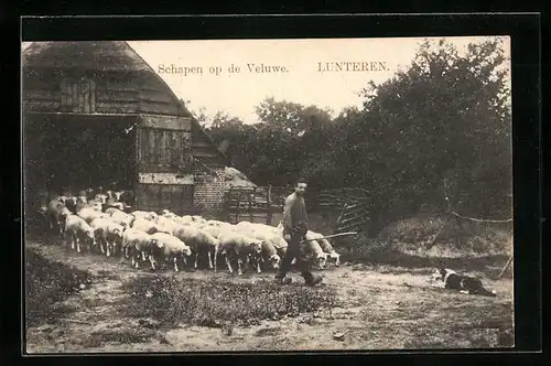 AK Lunteren, Schapen op de Veluwe