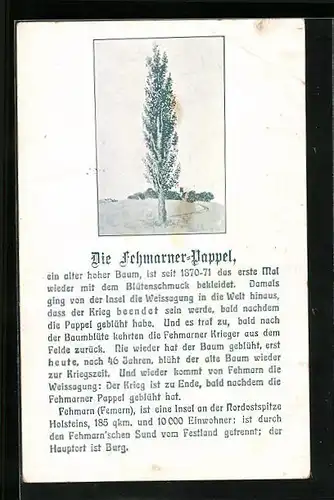 AK Fehmarn, Fehmarner Pappel, Baum