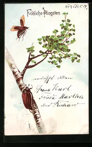 Lithographie Fröhliche Pfingsten, Birke mit Maikäfern
