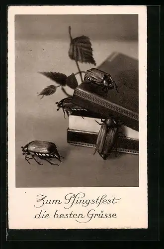 AK Maikäfer krabbeln aus einer Schachtel