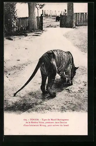 AK Tonkin, Tigre du Massif Montagneux de la Riviere Noire, Tiger