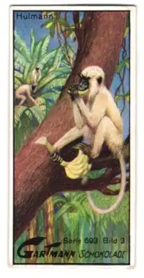 Sammelbild Hamburg-Altona, Kakao- u. Schokolade-Fabrik C. H. L. Gartmann, Affen, Hulman