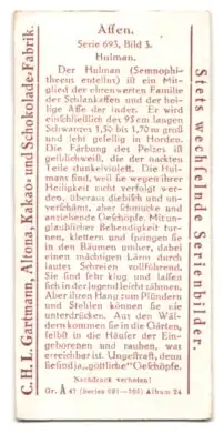 Sammelbild Hamburg-Altona, Kakao- u. Schokolade-Fabrik C. H. L. Gartmann, Affen, Hulman