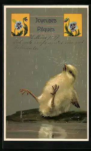 Präge-AK Osterküken im Regen