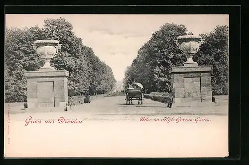 AK Dresden, Allee im Kgl. Grossen Garten