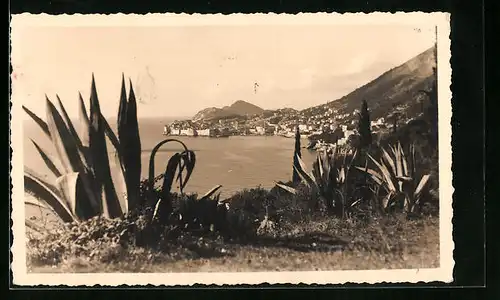 AK Dubrovnik, Ortsansicht mit Pflanzen und Meer