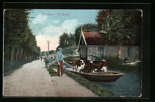 AK Westzaan, Landwirt beim Transport von Kühen