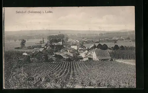 AK Salzdorf, Totalansicht mit Feld