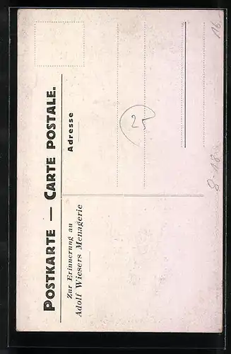 Künstler-AK Dompteuse mit Löwen im Zirkus