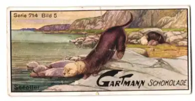 Sammelbild Gartmann Schokolade, Serie 714, Bild 5, Pelztiere, Seeotter