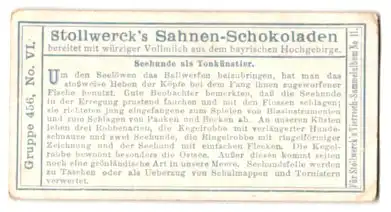 Sammelbild Stollwerck Schokolade, Gruppe 456, No. VI., Seehunde als Tonkünstler