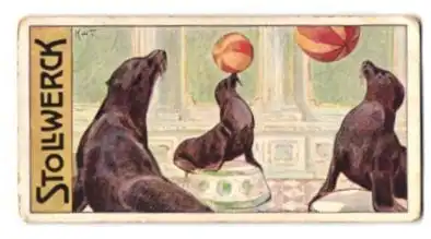 Sammelbild Stollwerck Schokolade, Gruppe 456, No. V., Seelöwen als Ballspieler