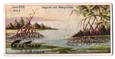 Sammelbild Gartmann Schokolade, Serie 506, Bild 3, Typische Landschaften, Lagune mit Mangroven