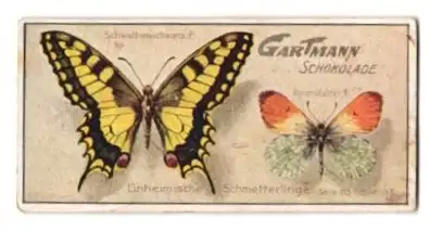 Sammelbild Gartmann Schokolade, Serie 515, Bild 5, Einheimische Schmetterlinge, Schwalbenschwanz & Aurorafalter
