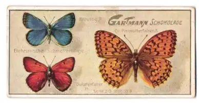 Sammelbild Gartmann Schokolade, Serie 515, Bild 6, Einheimische Schmetterlinge, Bläuling, Gr. Perlmutterfalter