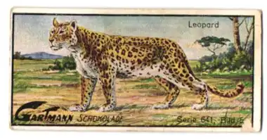 Sammelbild Gartmann Schokolade, Serie 641, Bild 5, Grosskatzen, Leopard